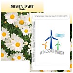 Standard Series Seed Packet - Shasta Daisy
