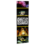 Economy Retractor Banner - 24