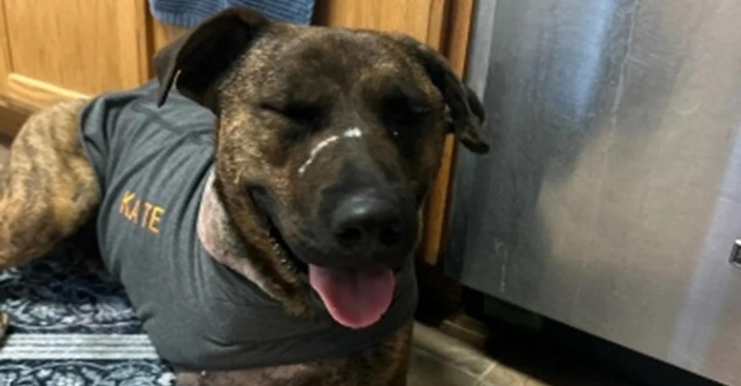 disabled dog with a t-shirt