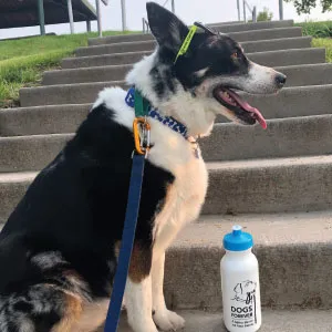 Dogs Forever of Iowa, Recipient