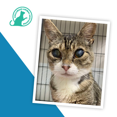 Chilliwack Animal Safe Haven, Recipient