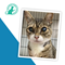 Chilliwack Animal Safe Haven, Recipient