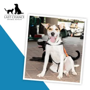 Last Chance Animal Rescue, Recipient