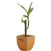 View Image 1 of 5 of Bamboo Single Pot Set