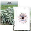 View Image 1 of 1 of Standard Series Seed Packet - Sage