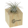 View Image 1 of 2 of Air Plant