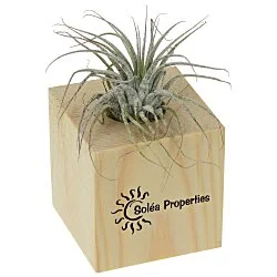 Air Plant