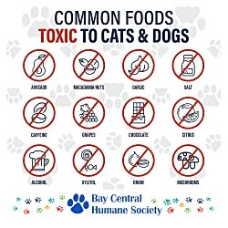 Toxic Food for Pets Magnet