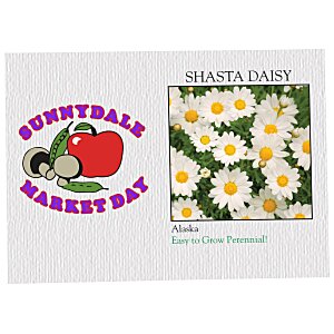 Impression Series Seed Packet - Shasta Daisy Main Image