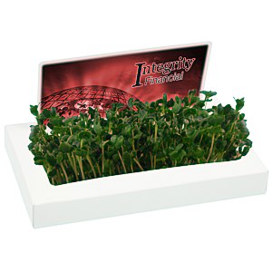 Billboard Sprout Box Main Image