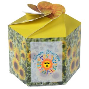 Pop Up Planter Kit - Sunflower Main Image