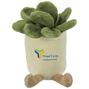 Zenzies - Succulent Main Image
