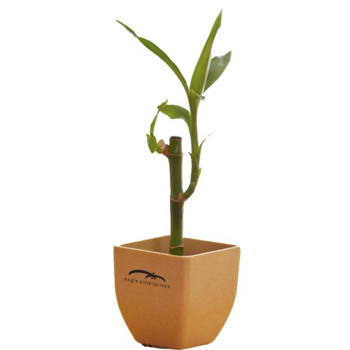 Bamboo Single Pot Set Main Image