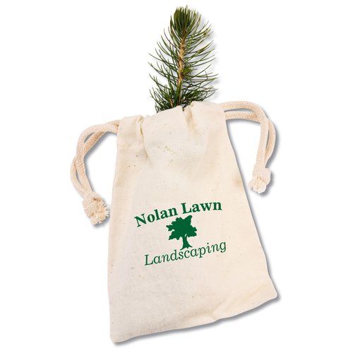 Blue Spruce Tree Main Image