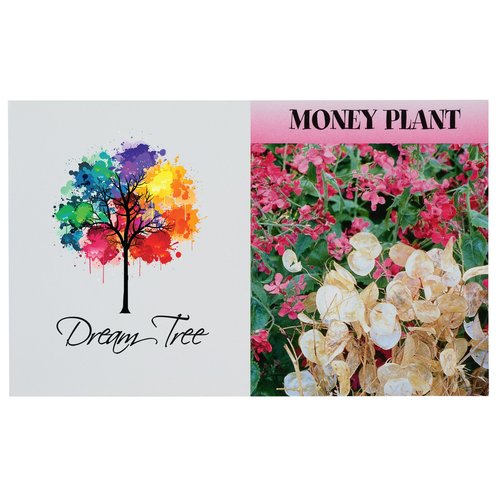 Mailable Series Seed Packet - Money Plant Main Image