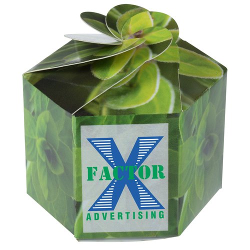 Pop Up Planter Kit - Oregano Main Image