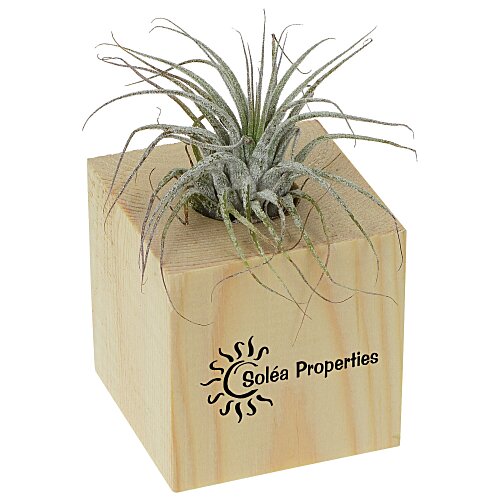 Air Plant Main Image