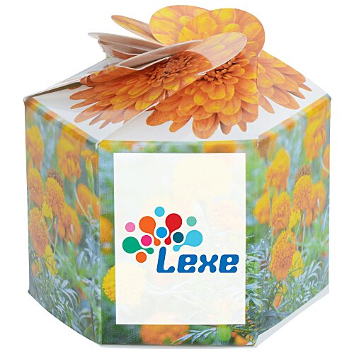 Pop Up Planter Kit - Marigold Main Image