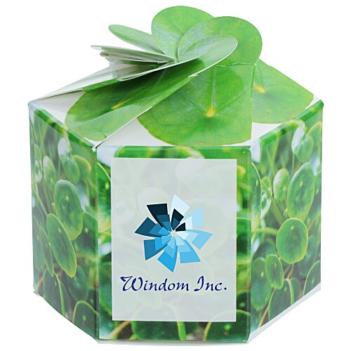 Pop Up Planter Kit - Money Plant Main Image