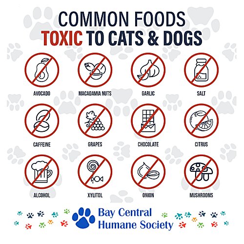 Toxic Food for Pets Magnet Main Image