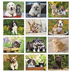 Additional Image 1 - a collage of a group of dogs