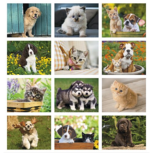 Additional Image 1 - a collage of a group of dogs