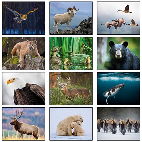 Additional Image 1 - a collage of animals