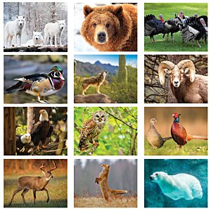 Additional Image 1 - a collage of animals
