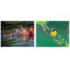 Additional Thumbnail Image 2 - a close up of a bird