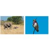 Additional Thumbnail Image 10 - a collage of animals