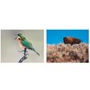 Additional Thumbnail Image 9 - a collage of birds