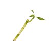 Additional Thumbnail Image 4 - a green plant sprouting from a stem