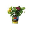 Additional Thumbnail Image 2 - a potted plant with flowers