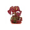 View Image 2 of 2 of Blossom Kit - Coleus