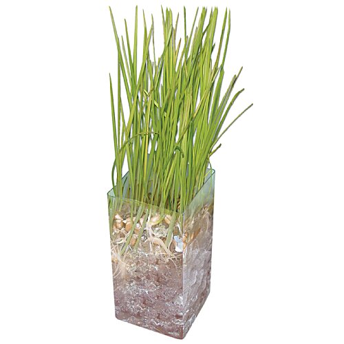 Additional Image 3 - a green plant in a pot