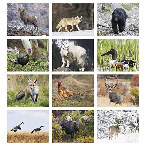 Additional Image 1 - a collage of animals