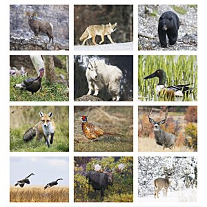 Additional Image 1 - a collage of animals
