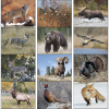 View Image 2 of 2 of Wildlife Portraits Calendar - Stapled - 24 hr