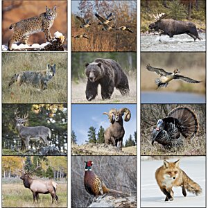 Additional Image 1 - a collage of animals