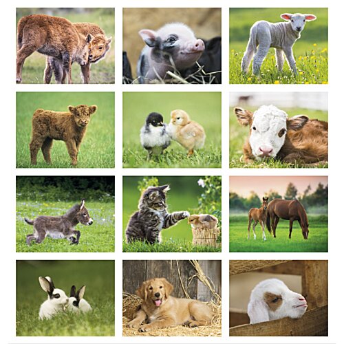Additional Image 1 - a collage of animals