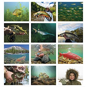 Additional Image 1 - a collage of fish in water