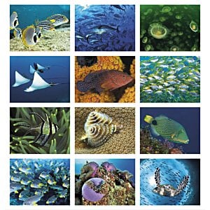 Additional Image 1 - a collage of different fish