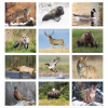 View Image 2 of 3 of North American Wildlife Calendar
