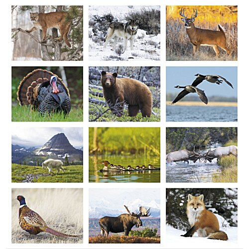 Additional Image 1 - a collage of animals