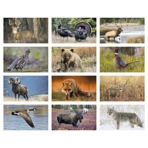 Additional Image 1 - a collage of different animals