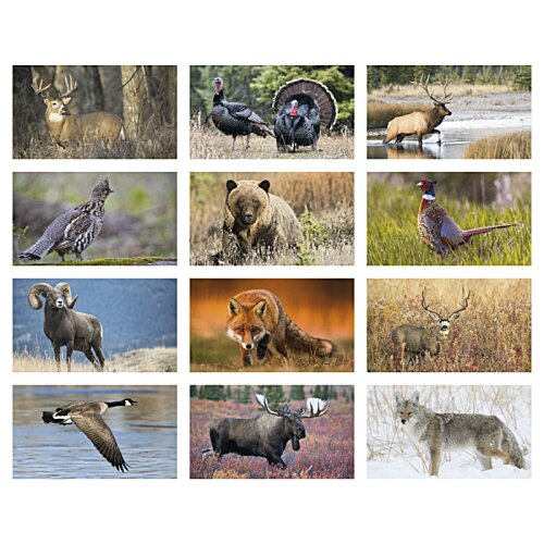 Additional Image 1 - a collage of different animals