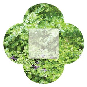 Additional Image 3 - a green leafy plant with a white square