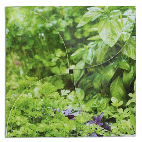 Additional Image 1 - a close up of a plant
