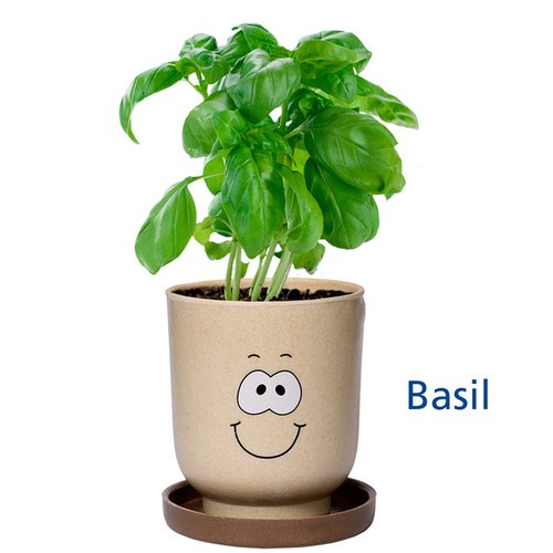 Additional Image 4 - a plant in a pot