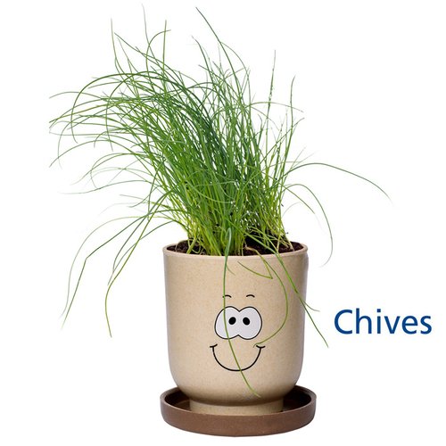 Additional Image 5 - a plant in a pot